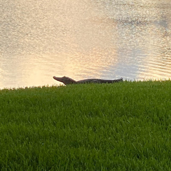 Meet your Posher, Pam - Picture 1 of 1